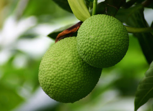 Ăn trái sake cũng có thể giúp chống lại bệnh tiểu đường do sake có hoạt chất ức chế sự hấp thu glucose từ thực phẩm, từ đó kiểm soát mức độ dự trữ năng lượng từ đường, giúp tuyến tụy sản xuất insulin trong cơ thể.