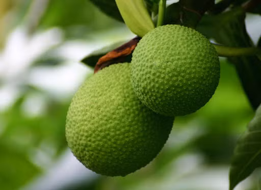 Ăn trái sake cũng có thể giúp chống lại bệnh tiểu đường do sake có hoạt chất ức chế sự hấp thu glucose từ thực phẩm, từ đó kiểm soát mức độ dự trữ năng lượng từ đường, giúp tuyến tụy sản xuất insulin trong cơ thể.