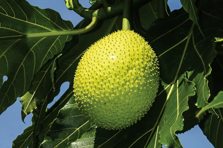 Còn về quả sake, quả thực có rất nhiều công dụng. Đầu tiên là tăng cường chất xơ, giúp duy trì năng lượng, giữ cho mức cholesterol trong tầm kiểm soát, hạn chế các bệnh về tim mạch.