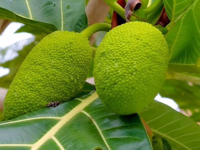 Trong trái sake cũng chứa rất nhiều các chất dinh dưỡng như tinh bột, chất xơ, vitamin B6, C, K, B1, B5 ,B9, B2, magie, mangan, phốt pho, sắt, đồng, kali... nhìn chung là đại bổ.