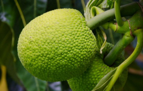 Y học cổ truyền ghi lại: không chỉ quả sake dùng được mà rễ, lá, vỏ và nhựa cây sake đều có thể dùng làm thuốc. Cụ thể, rễ sake có tính làm dịu, trị ho; vỏ có tác dụng sát khuẩn; lá có công dụng tiêu viêm, tiêu độc, lợi tiểu.