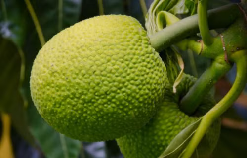 Y học cổ truyền ghi lại: không chỉ quả sake dùng được mà rễ, lá, vỏ và nhựa cây sake đều có thể dùng làm thuốc. Cụ thể, rễ sake có tính làm dịu, trị ho; vỏ có tác dụng sát khuẩn; lá có công dụng tiêu viêm, tiêu độc, lợi tiểu.