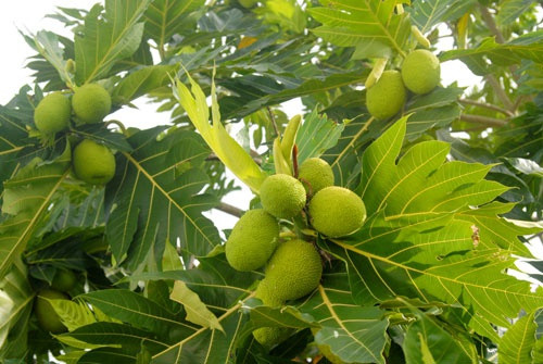 Bên cạnh đó, các hợp chất chống oxy hóa có trong quả sake giúp ngăn ngừa và đảo ngược tác hại mà các gốc tự do gây ra cho cơ thể. Từ đó làm chậm quá trình phân hủy tế bào do tuổi tác, giảm được nguy cơ mắc các bệnh ung thư, tim và đột quỵ.