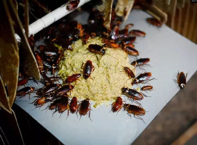 Chúng được làm thành các món phổ biến như món gián rang muối ớt, gián sấy giòn, gián chiên giòn, sushi gián... Theo những người Trung Quóc, gián chứa nhiều đạm, ăn ngon và rất phù hợp để nhâm nhi.