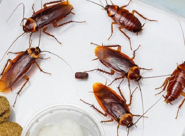 Đối với du khách, họ cho biết, món gián chiên giòn giống như khoai tây chiên kiểu Pháp và để lại dư vị mạnh sau khi ăn.