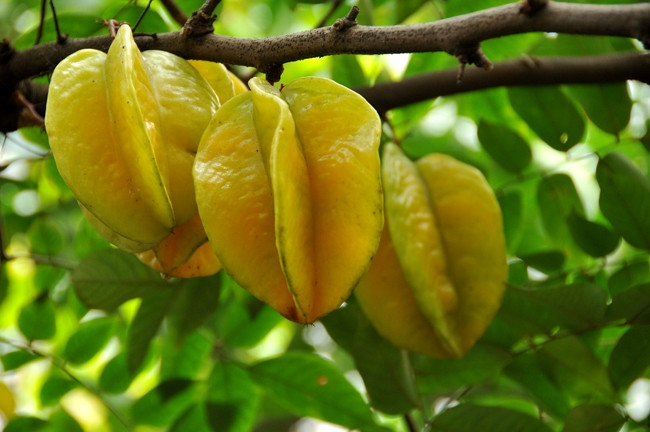 Lưu ý rằng, loại khế, số lượng khế và sức khỏe của bệnh nhân đều liên quan mật thiết đến mức độ nghiêm trọng của các triệu chứng ngộ độc chất độc thần kinh trong khế. Trong những năm gần đây, đã có báo cáo về trường hợp bệnh nhân mắc bệnh thận mãn tính, đặc biệt là bệnh nhân chạy thận bị ngộ độc sau khi ăn khế.