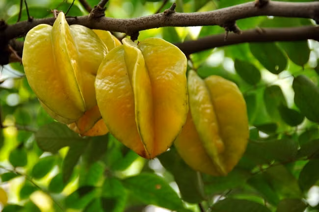 Lưu ý rằng, loại khế, số lượng khế và sức khỏe của bệnh nhân đều liên quan mật thiết đến mức độ nghiêm trọng của các triệu chứng ngộ độc chất độc thần kinh trong khế. Trong những năm gần đây, đã có báo cáo về trường hợp bệnh nhân mắc bệnh thận mãn tính, đặc biệt là bệnh nhân chạy thận bị ngộ độc sau khi ăn khế.