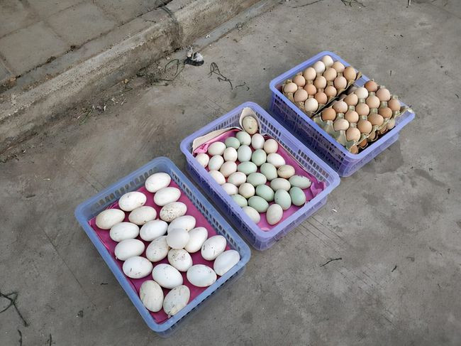 Vậy trong số 4 loại trứng phổ biến là trứng gà, trứng cút, trứng vịt, trứng ngỗng thì loại trứng nào là bổ dưỡng nhất? Có người nói quả trứng cút nhỏ nhất, có người nói quả trứng ngỗng lớn nhất, liệu có đúng hay không?