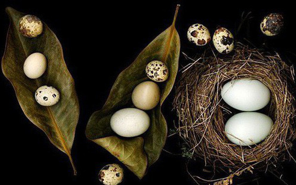 Cuối cùng, ăn trứng bao nhiêu là đủ? Nhiều chuyên gia dinh dưỡng khuyến nghị rằng, người khỏe mạnh nên ăn từ 3 - 6 quả trứng mỗi tuần. Đối với những người cần nhiều protein chất lượng cao, để đáp ứng nhu cầu của cơ thể, chẳng hạn như thể dục cường độ lớn thì tùy tình hình có thể ăn thêm trứng, cũng không có nhiều ảnh hưởng. \