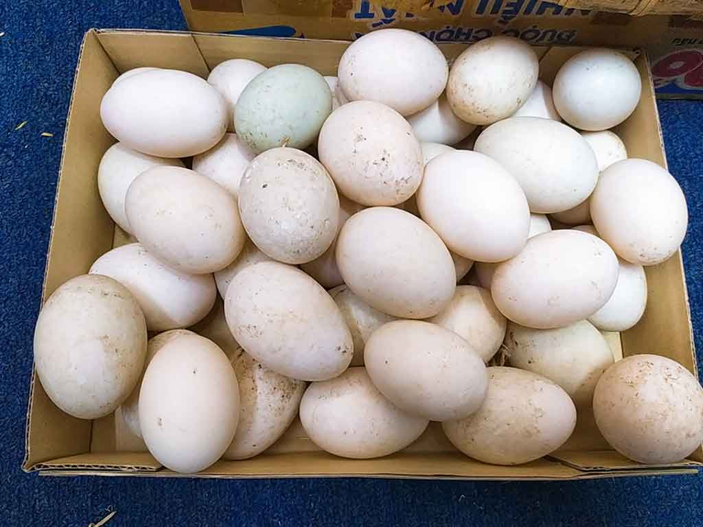 Trong khi đó, kết quả phân tích cho thấy, trứng vịt cũng nhỉnh hơn trứng gà về protein. Đáng nói, một nghiên cứu đã chỉ ra rằng lòng trắng trứng vịt có hoạt tính kháng khuẩn chống lại vi khuẩn Salmonella cao hơn so với trứng gà.