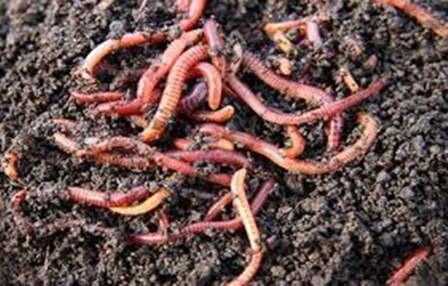Được biết, trong y học cổ truyền, giun đất hay còn gọi là địa long có vị mặn, hơi tanh, tính hàn, lạnh, tác dụng thanh nhiệt, trấn kinh, lợi tiểu, giải độc, có những công dụng đặc biệt trong chữa bệnh.