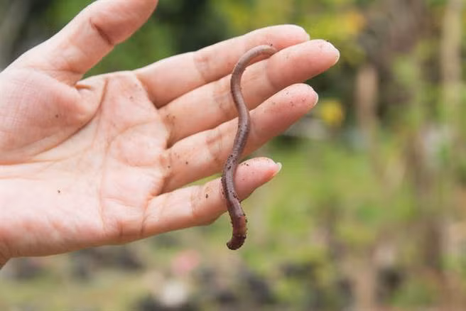 Do đó, để bảo vệ sức khỏe của bản thân, tuyệt đối không được bắt chước những người trên ăn giun đất sống. Nếu chỉ vì muốn thể hiện, muốn nhận được sự chú ý và nổi tiếng ảo mà mạo hiểm sức khỏe thậm chí tính mạng của bản thân thì thực sự không đáng chút nào.