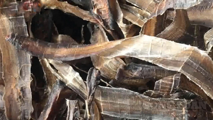 Thế nhưng, ngay cả khi giun đất dùng làm thuốc thì cũng đều là giun đất sấy khô, được nghiền thành bột, chứ không phải giun đất sống. Theo PGS.TS. Đậu Xuân Cảnh – Chủ tịch Hội Đông y Việt Nam tuyệt đối không nên ăn giun đất sống.