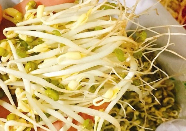 Thế nhưng, nếu dùng thuốc kích thích, không chỉ thời gian phát triển của giá độ siêu tốc mà thân giá mập, trắng, không có rễ, mầm xanh và trọng lượng giá cũng tăng lên cao hơn do thuốc này có khả năng tích nước trong thân giá rất tốt.