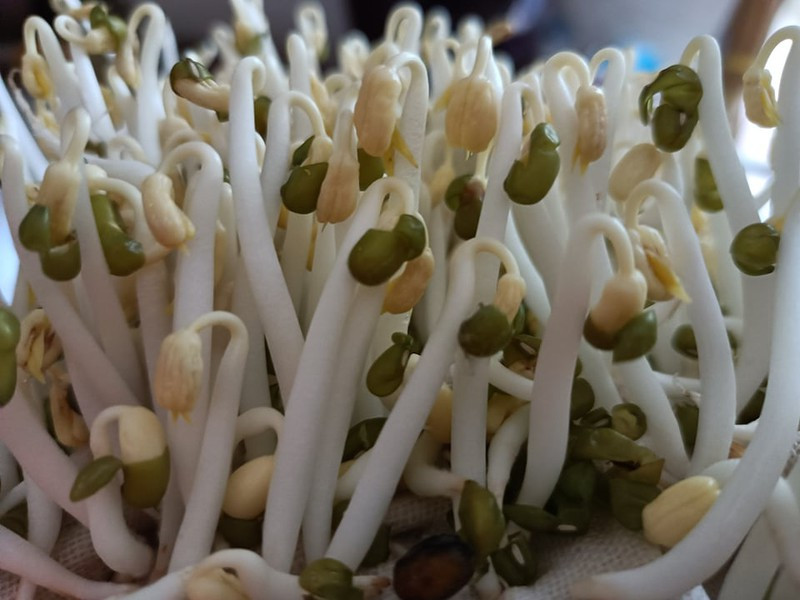 Theo các bác sĩ Trung Quốc, uống rượu làm tổn hại gan thì ai cũng biết, nhưng loại rau mà chúng ta nói đến hôm nay còn hại gan hơn uống rượu, có thể gây ra những tổn thương bất lợi, gây ung thư gan. Đó là món rau giá đỗ.