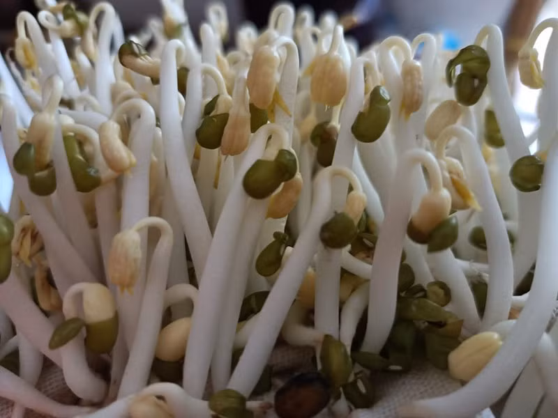 Theo các bác sĩ Trung Quốc, uống rượu làm tổn hại gan thì ai cũng biết, nhưng loại rau mà chúng ta nói đến hôm nay còn hại gan hơn uống rượu, có thể gây ra những tổn thương bất lợi, gây ung thư gan. Đó là món rau giá đỗ.