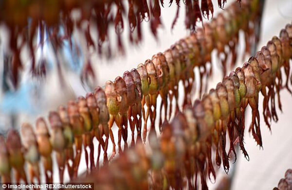 Hasma ngon nhất được lấy từ ếch cỏ Bắc Á, có nhiều ở các khu rừng ở tỉnh Cát Lâm và Hắc Long Giang. Đặc biệt, hasma từ ếch cỏ khu vực Cát Lâm được xem là chất lượng tốt nhất, giá cũng đắt nhất.