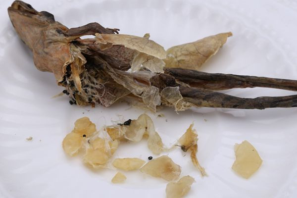 Được biết, hiện tại công nghệ cũng đã phát triển hơn, nhưng cách phơi khô tự nhiên được xem là cách để thu hoạch hasma tốt nhất. Bên cạnh đó, ở một số địa phương, những con ếch còn bị lột da bằng thiết bị điện chuyên dụng trước khi đem đi phơi.