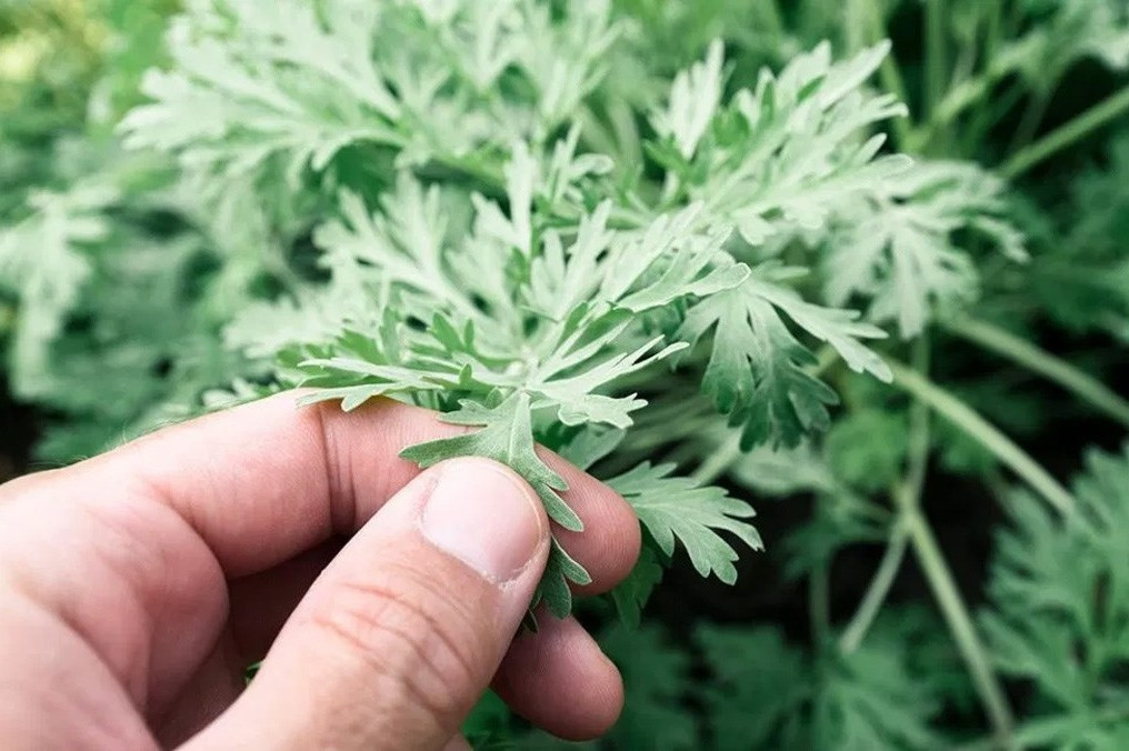 Không chỉ thế, căn bệnh tay chân lạnh của cô Trần cũng được cải thiện, cả người cảm thấy ấm áp, ngủ ngon hơn, cảm thấy khoẻ mạnh hơn. Tình trạng viêm khớp, thấp khớp cũng đỡ hơn nhiều.