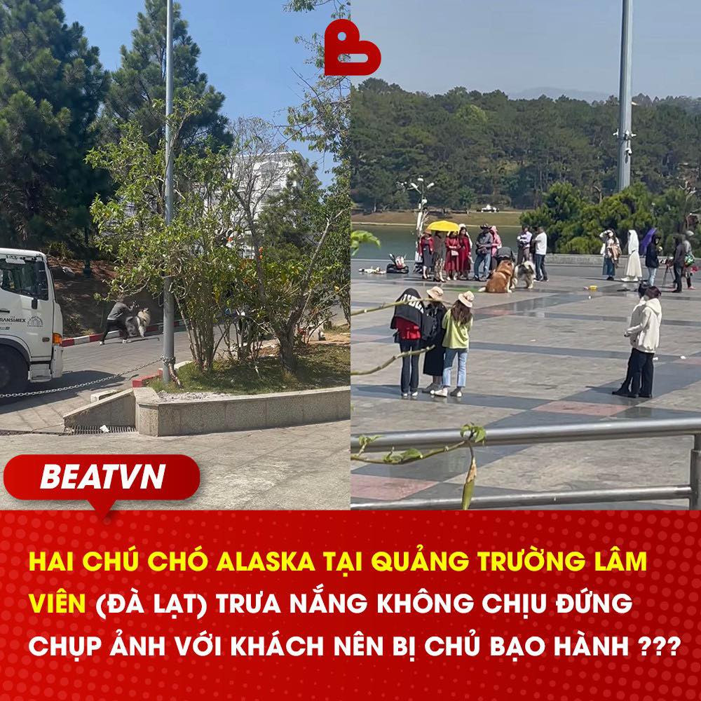 Mới đây, một đoạn clip ghi lại hình ảnh 2 chú chó Alaska ở Đà Lạt bị chủ dùng gậy sắt tấn công mạnh vào phần chân của một chú chó được cộng đồng mạng lan truyền trên khắp các diễn đàn.