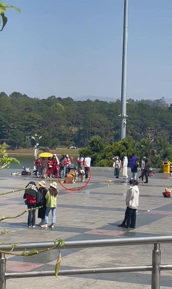 Theo chủ nhân của đoạn clip cho biết nguyên nhân là do trời nắng, 2 chú chó Alaska có vẻ đã đuối sức, không ra đứng chụp hình với khách mà muốn vào chỗ mát nằm nghỉ.