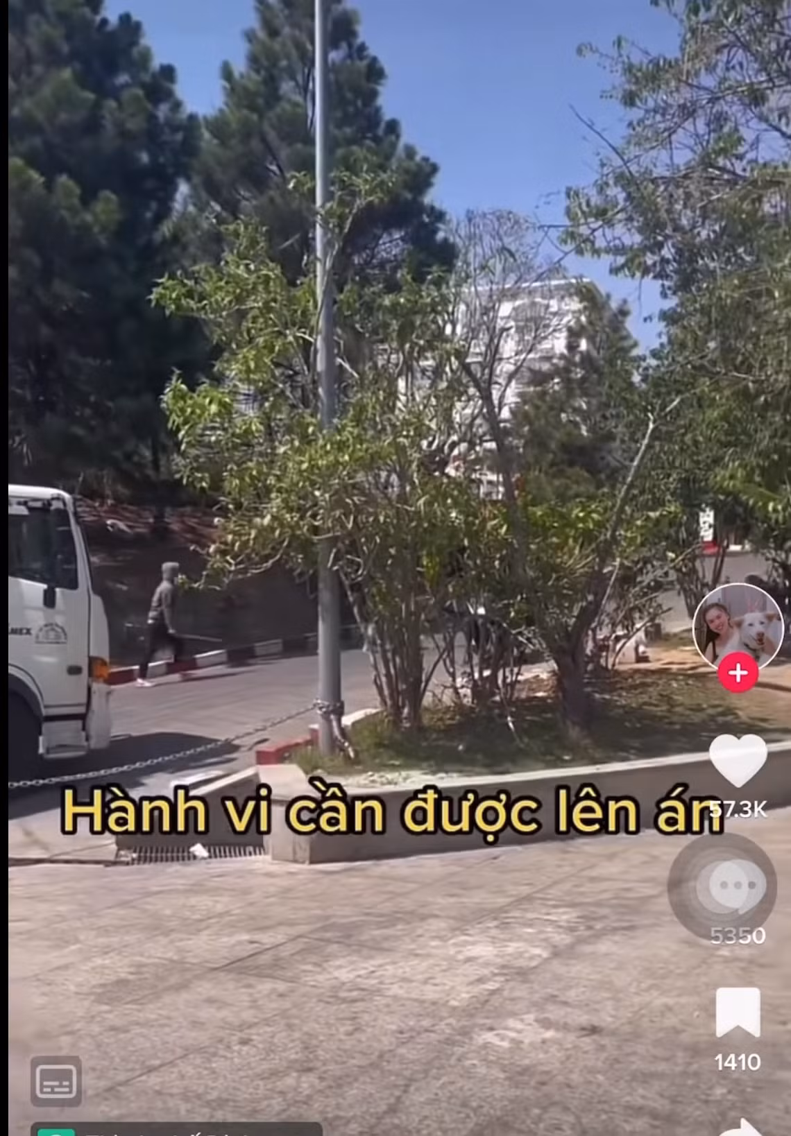 Được biết công việc của hai chú chó Alaska này là chạy khoảng cách khá xa để đến nơi có đông du khách, trở thành mẫu ảnh chụp hình cùng khách du lịch và thu về 10k/bức ảnh.