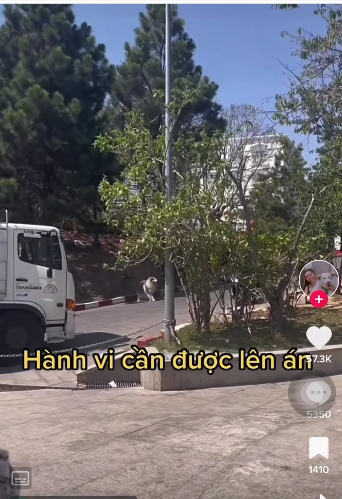 Hai chú chó trong đoạn clip này được quan tâm nhiều trong thời gian qua, chúng thường xuất hiện ở quảng trường Lâm Viên, Đà Lạt.