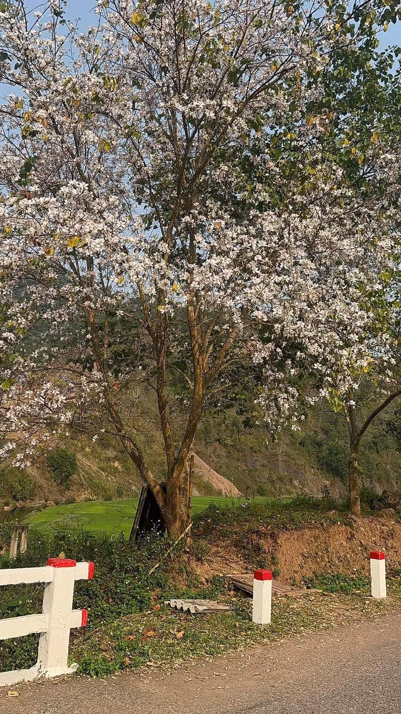 Đầu tháng 3 là thời điểm hoa ban Điện Biên nở rộ nhất, kéo dài đến hết tháng 4. Ảnh: Nguyen Huy Hoang