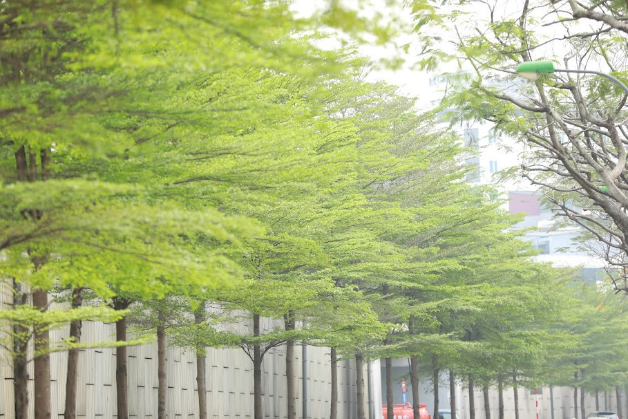 Hàng cây bàng lá nhỏ tạo nên cảnh sắc tuyệt đẹp như khung cảnh ở xứ Hàn.