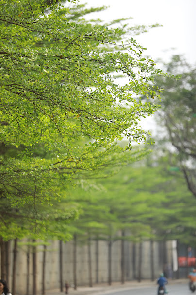 Dù là địa điểm check in không thu phí, nhưng do các hàng cây luôn sát các mặt đường lớn nên việc đảm bảo trật tự an toàn giao thông cũng là điều vô cùng quan trọng.
