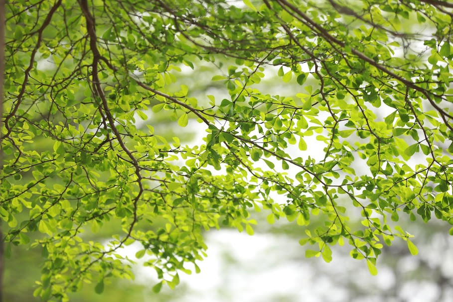 Vẻ đẹp xanh mát của hàng cây khiến đoạn đường ven sông Tô Lịch này bỗng nhiên trở thành điểm đến lý tưởng cho những người yêu thiên nhiên và các chị em đến chụp ảnh check in.