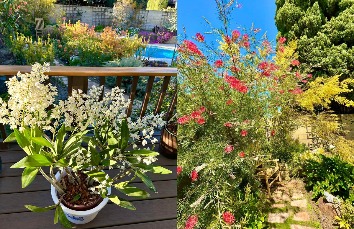 Góc nào trong vườn cũng "chill" nhờ sắc hoa rực rỡ.