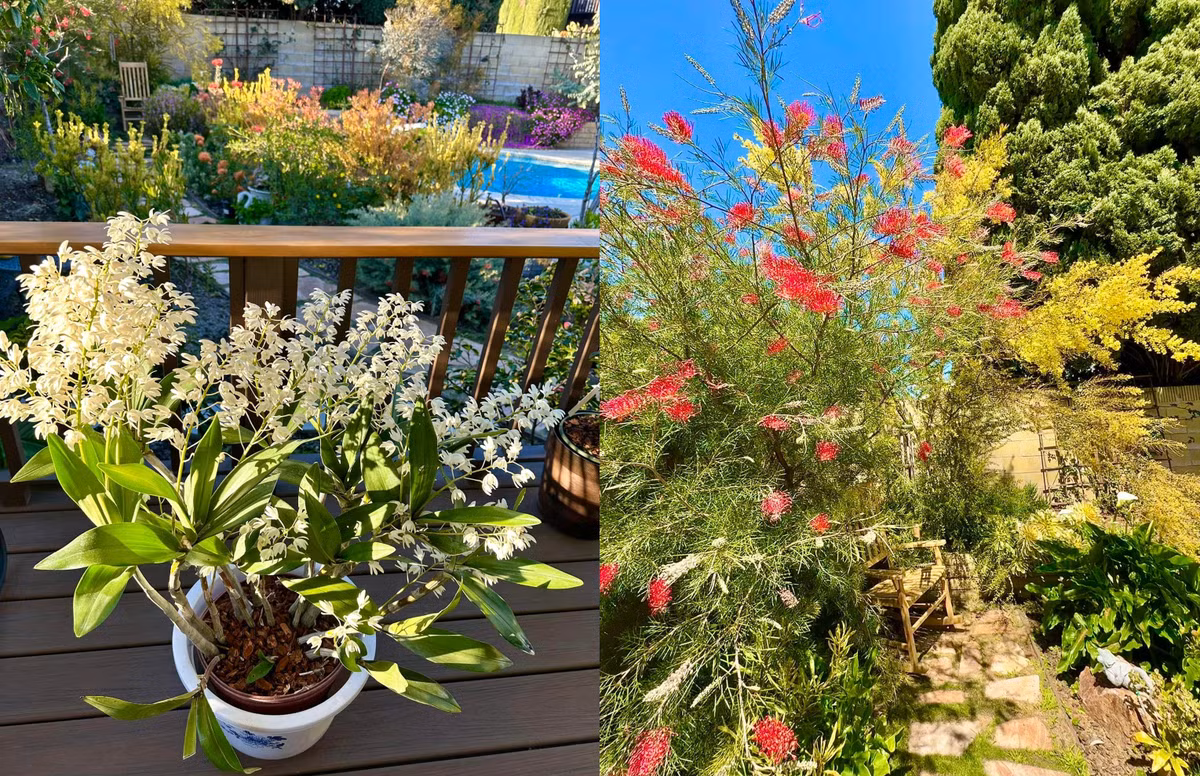 Góc nào trong vườn cũng "chill" nhờ sắc hoa rực rỡ.