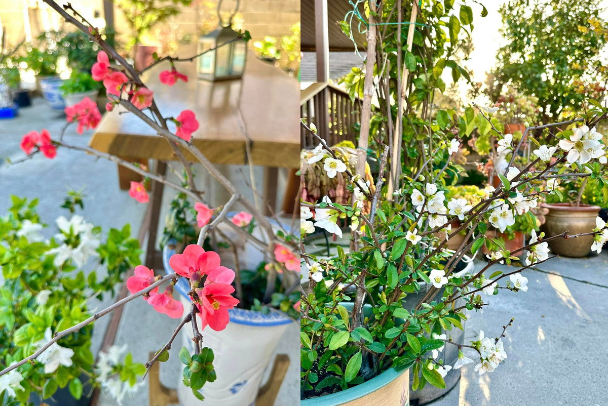 Hồng Đào trồng đủ các loại hoa theo đúng sở thích.