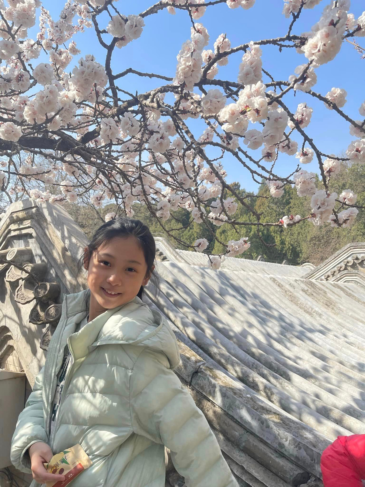 Cô chị Tiểu Panda giống mẹ khi bị "gây mê" bởi sắc hoa nơi đây.