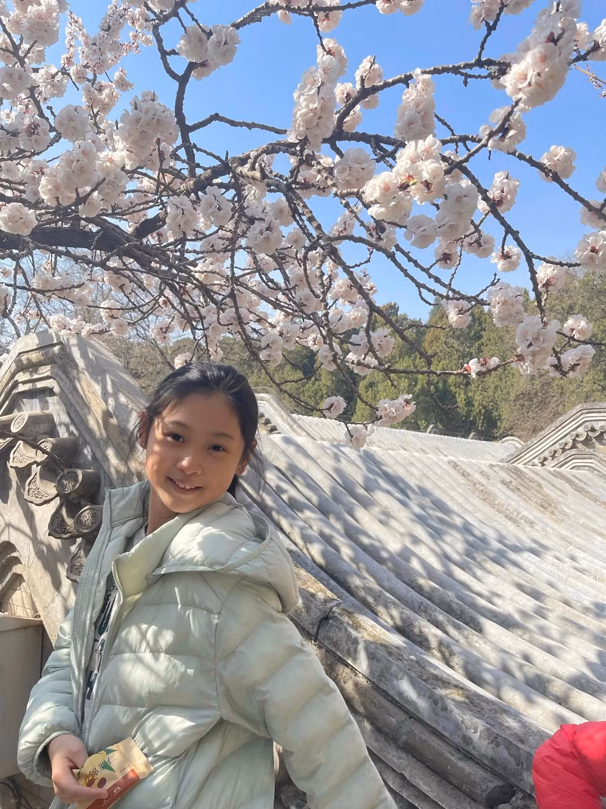 Cô chị Tiểu Panda giống mẹ khi bị "gây mê" bởi sắc hoa nơi đây.