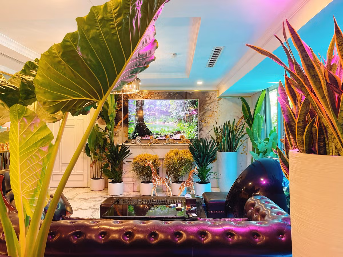 Phòng khách bài trí nhiều cây xanh, tạo cảm giác gần gũi với thiên nhiên.