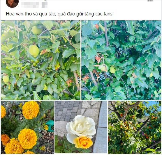Doanh nhân người Mỹ gốc Việt chọn cuộc sống yên bình trong biệt thự triệu đô với khu vườn rộng lớn tràn ngập sắc hoa. Gần đây, ông còn đăng ảnh chụp hoa trái trong vườn nhà tặng fan.
