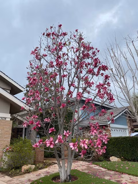 Hoàng Kiều chọn cuộc sống an nhàn, tự tay chăm sóc vườn tược, cây cối.