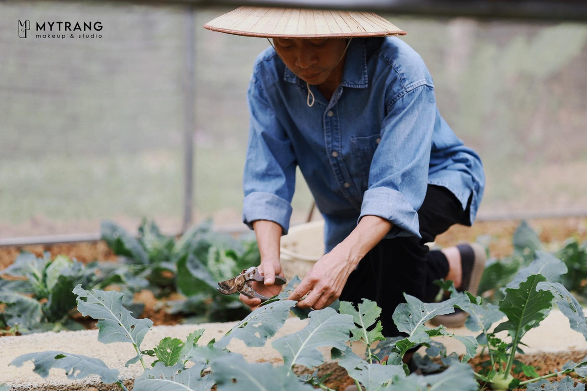 Những luống rau xanh mơn mởn được "nghệ sĩ nông dân" chăm sóc tỉ mỉ mỗi ngày. Trong vườn cũng luôn có đủ các loại rau, củ theo mùa phục vụ cho bữa ăn hằng ngày. Ảnh: MyTrang.