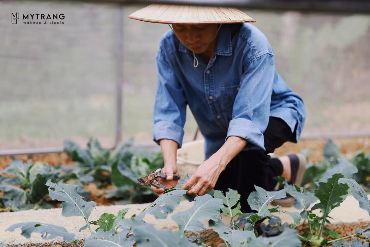 Những luống rau xanh mơn mởn được "nghệ sĩ nông dân" chăm sóc tỉ mỉ mỗi ngày. Trong vườn cũng luôn có đủ các loại rau, củ theo mùa phục vụ cho bữa ăn hằng ngày. Ảnh: MyTrang.