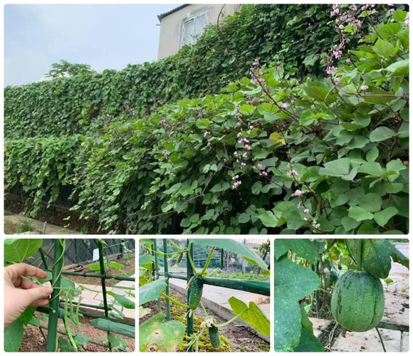 Ngoài thời gian bận rộn với công việc, mỹ nhân gốc Hải Phòng dành thời gian chăm sóc vườn hoa, rau sạch xung quanh nhà và trên sân thượng.