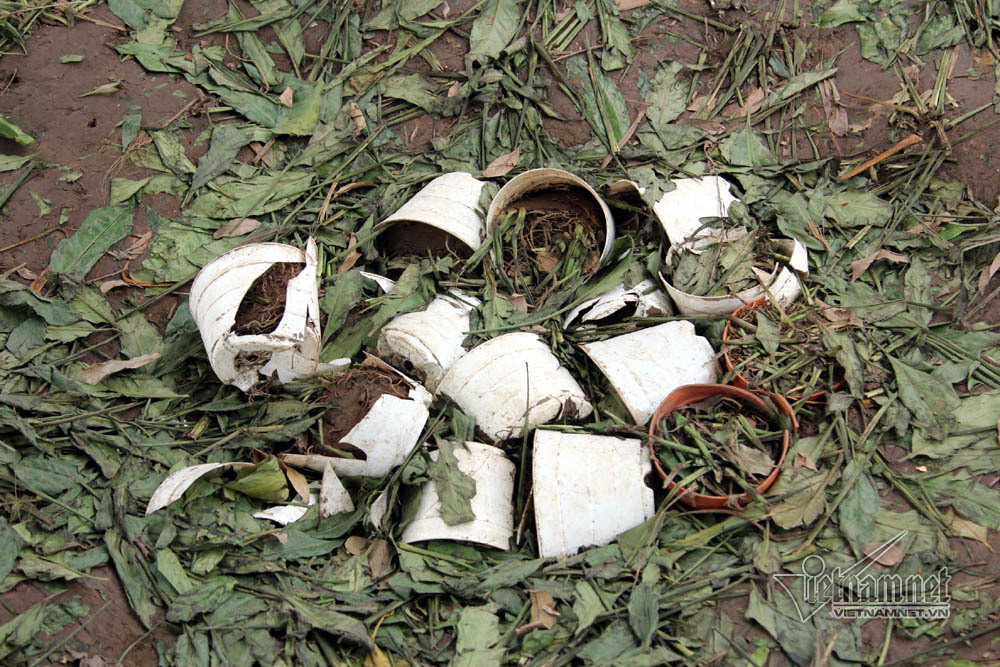 Chậu hoa cũng bị dẫm vỡ