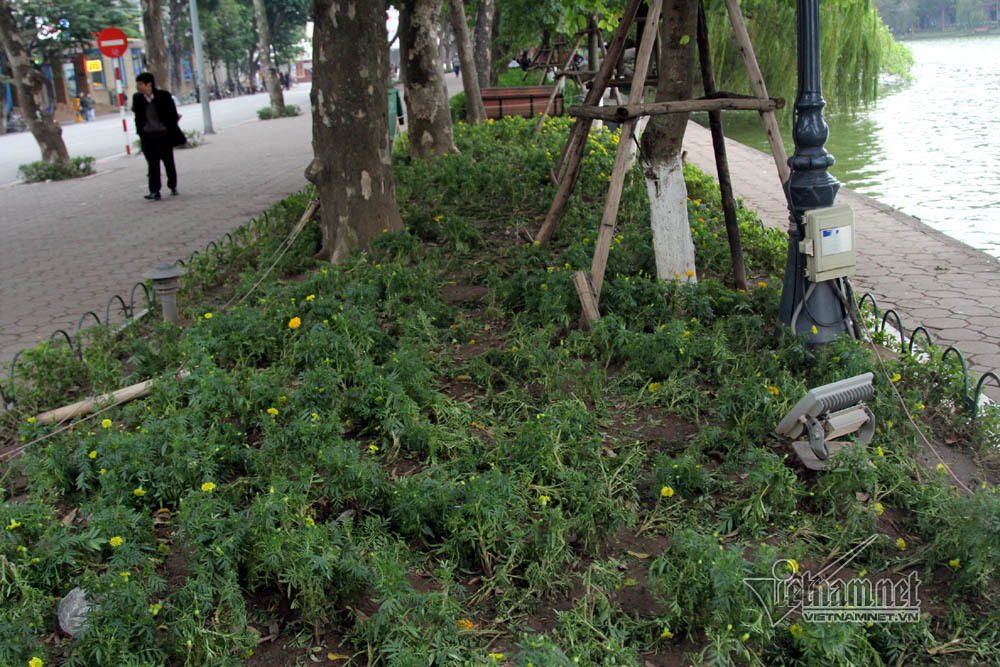 Số hoa này không thể cứu sống sau một đêm bị quần thảo