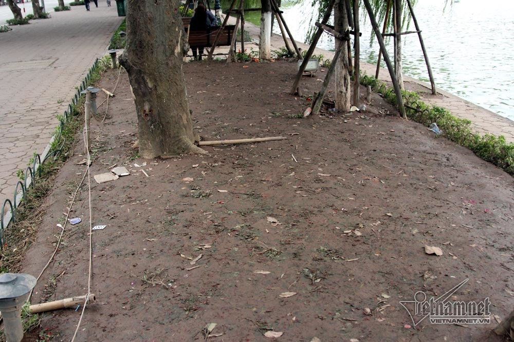 Vườn lan ý bị san không còn một cây sống sót