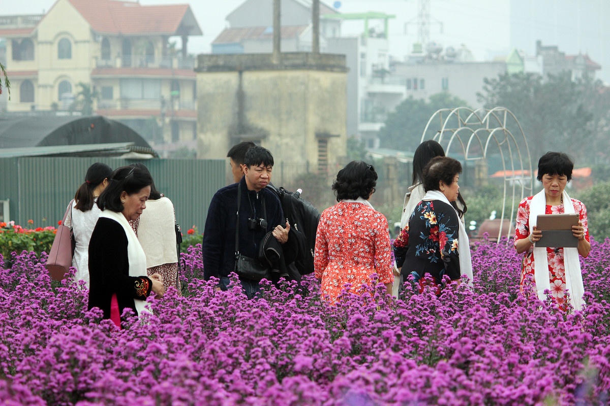 Những người phụ nữ lớn tuổi cũng tranh thủ đưa nhau đến làng hoa Nhật Tân chụp ảnh Tết, vừa để làm kỷ niệm bên bạn bè, vừa để "khoe" với con cháu.