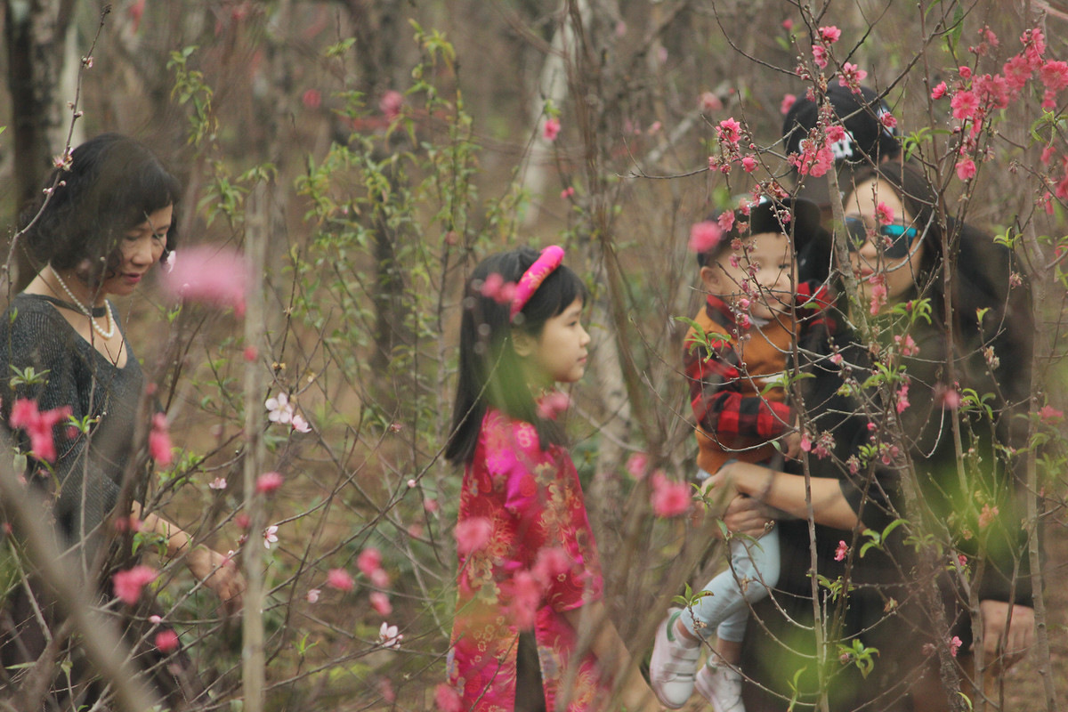 Một số gia đình lựa chọn chụp ở các vườn hoa đào thật thay vì các vườn hoa được trang trí sẵn.