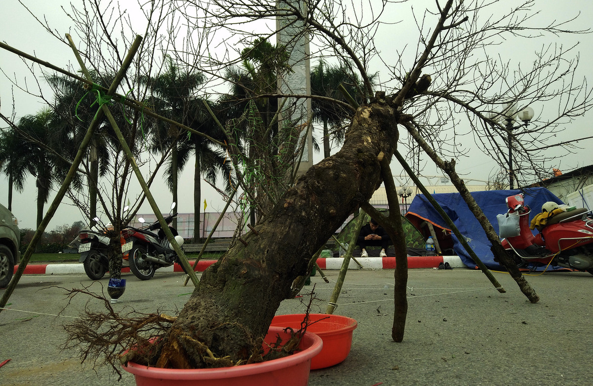 Bên cạnh đó, hình ảnh một số cây đào lớn tuổi bị đào cả gốc rễ mang xuống Thủ đô bày bán như này khiến nhiều người không khỏi xót xa.