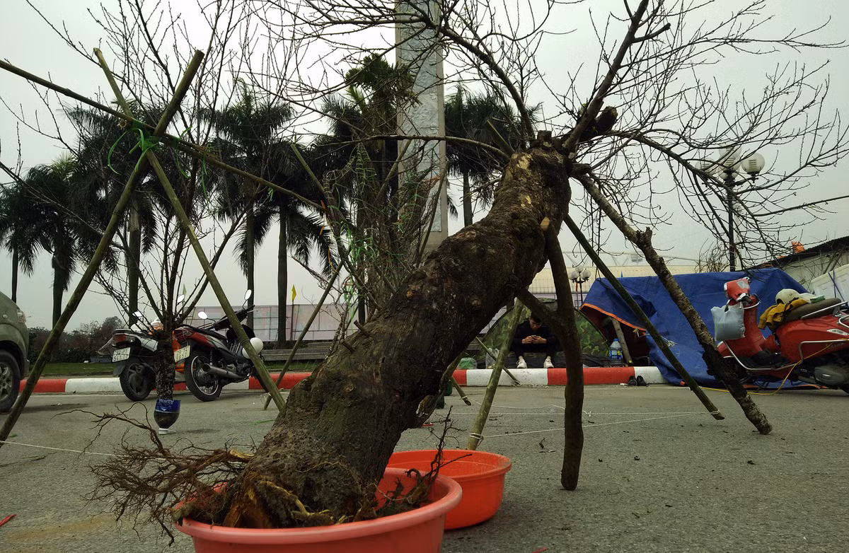 Bên cạnh đó, hình ảnh một số cây đào lớn tuổi bị đào cả gốc rễ mang xuống Thủ đô bày bán như này khiến nhiều người không khỏi xót xa.