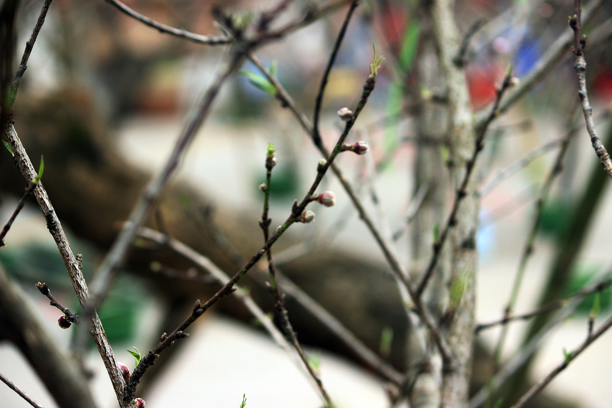 Các nụ hoa khác cũng chuẩn bị hé nở.